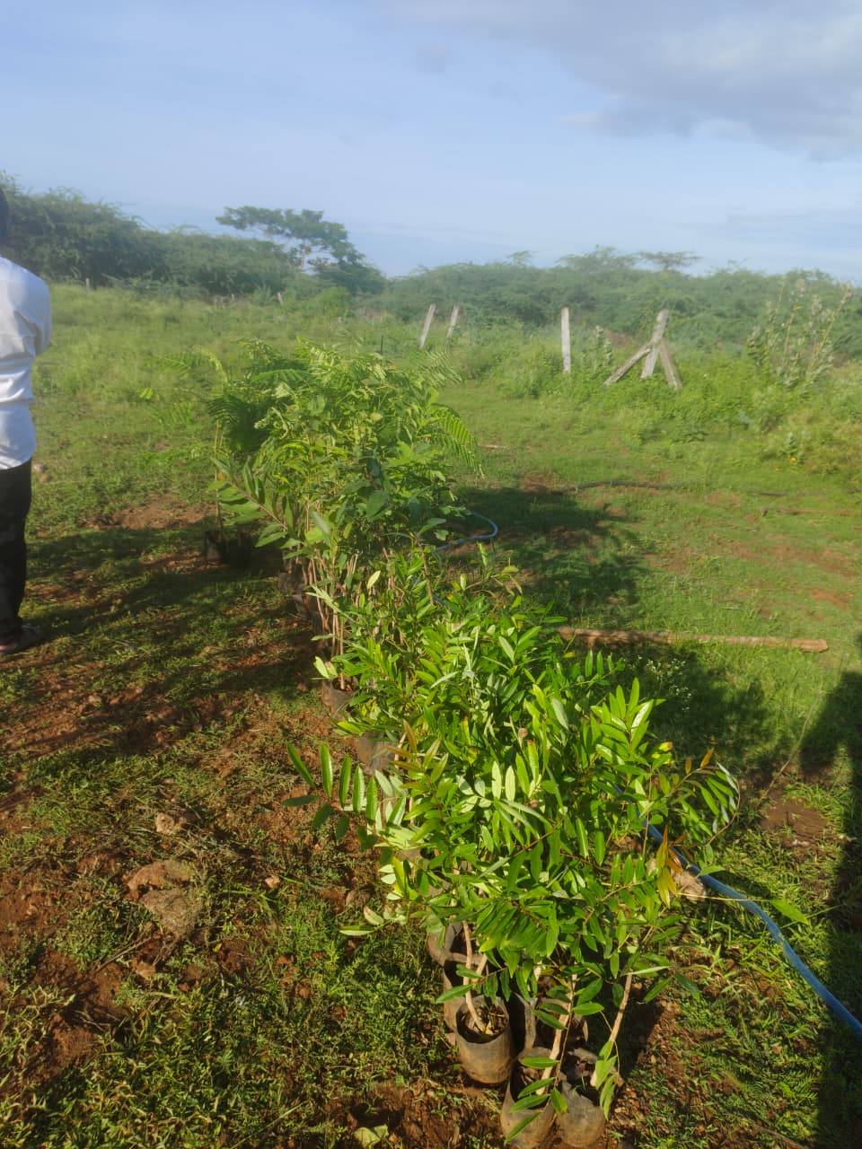 Small tree saplings arranged for planting in a field